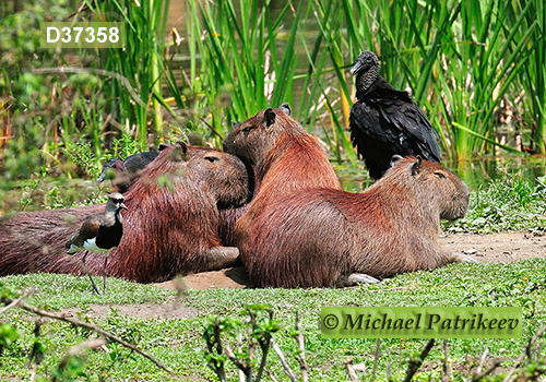 Capybara (Hydrochoerus hydrochaeris)